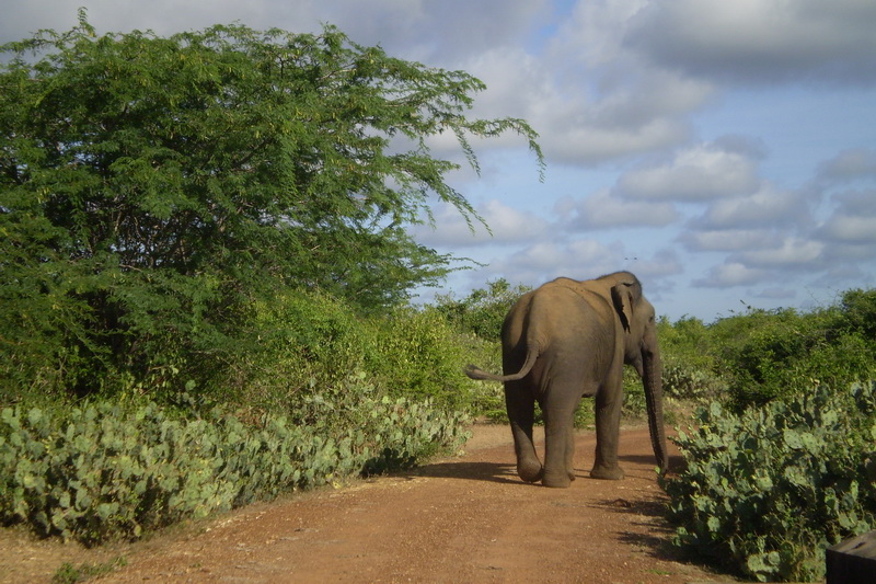 Sri Lanka, National parks